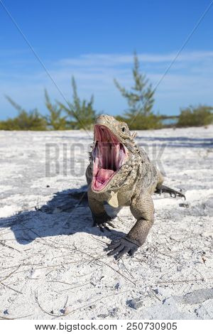 Iguana On White Sand Beach In Cayo Largo Del Sur, Cuba.