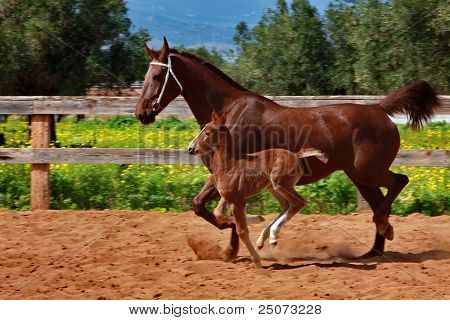 Brun hest mare og colt