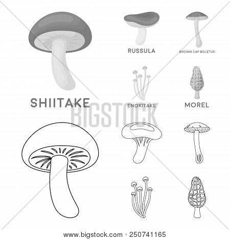 Shiitake, Brown Cap Boletus, Enokitake, Milk. Set Collection Icons In Outline, Monochrome Style Vect