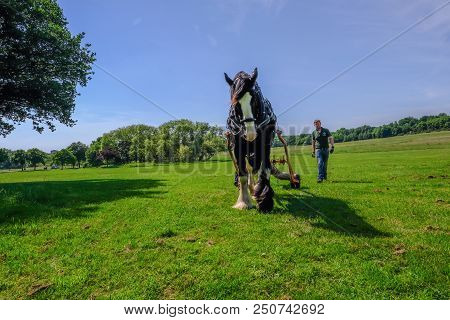 Hainault Country Park, Essex, Uk -  June 6, 2018: Magnificent Shire Horse Logging With  Man Guiding 