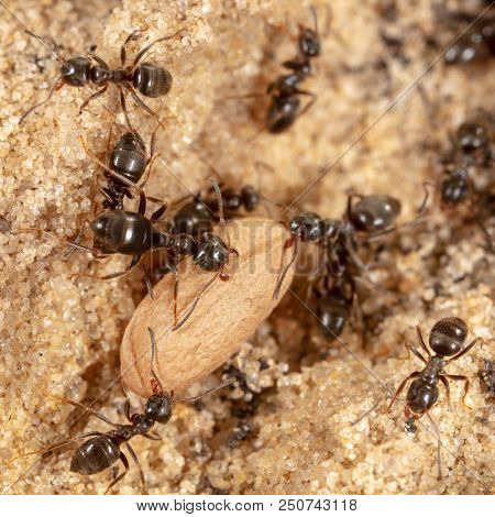 Ants And Formic Eggs In Nature. Macro