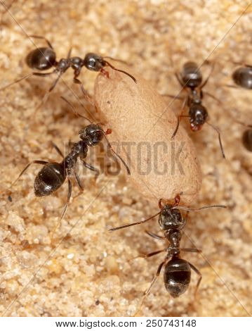 Ants And Formic Eggs In Nature. Macro