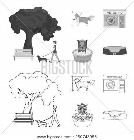 Walking With A Dog In The Park, Combing A Dog, A Veterinarian Office, Bathing A Pet. Vet Clinic And 