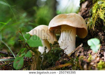 Entoloma Sinuatum Mushroom Known As The Livid Entoloma And Livid Pinkgill And Lead Poisoner