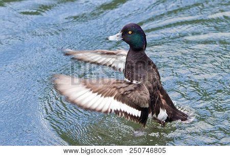 Male Mallard Duck (anas Platyrhynchos)  Splashing And Flapping Wings In The Water - Focus Is On Eye 