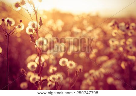 Fall Background, Grass With Sunlight, Sun Burst
