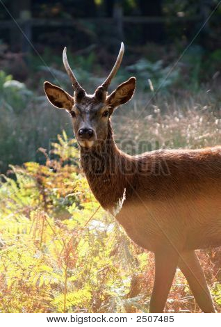 Egy őszi Deer Park Richmond
