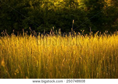 Abstract Blurry Natural Fresh Green Background. Out Of Focus Lights In Forest. Defocused Blurry Boke
