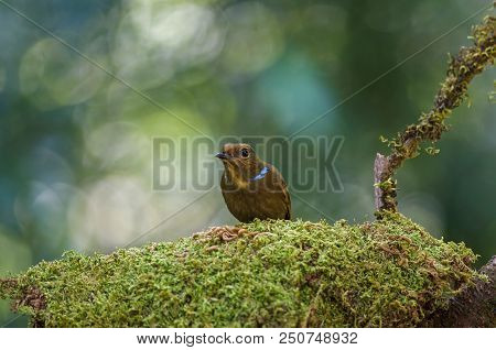 Female Large Niltava (niltava Grandis) In Nature Thailand