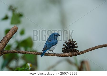 Ultramarine Flycatcher Perched On Branch In Nature Thailand (ficedula Superciliaris)