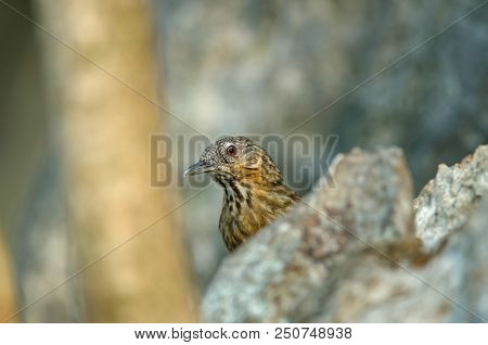 Limestone Wren-babbler, Rufous Limestone-babbler (turdinus Calcicola) In Nature Thailand