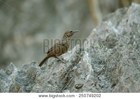 Limestone Wren-babbler, Rufous Limestone-babbler