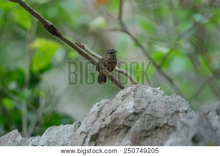 Limestone Wren-babbler, Rufous Limestone-babbler