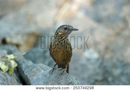 Limestone Wren-babbler, Rufous Limestone-babbler