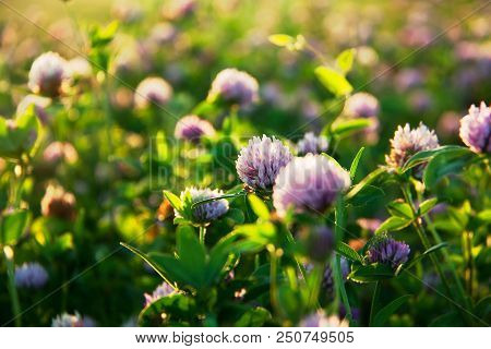 Pink Blooming Clover In A Summer Sunny Meadow.