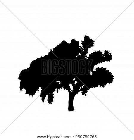 Black Silhouette Of Foliar Tree Isolated On White Background . Vector Illustration, Icon, Sign, Temp