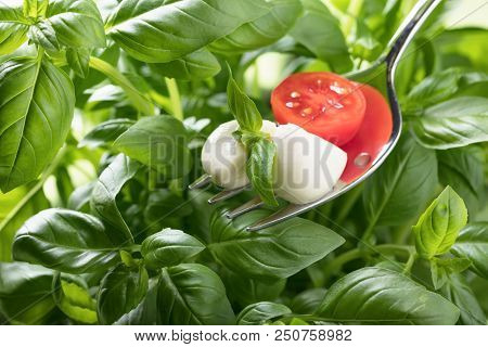 Mini Mozzarella Cheese Balls, Cherry Tomatoes And Green Basil. Traditional Italian Cuisine.