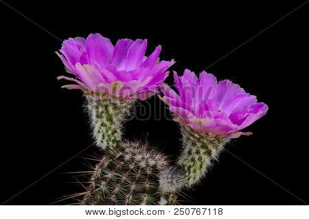 Cactus Echinocereus Armateus With Flower Isolated On Black.