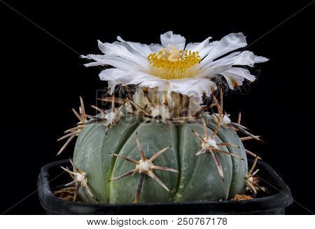 Cactus Echinocactus Horizonthalonius Subikii With Flower Isolated On Black.