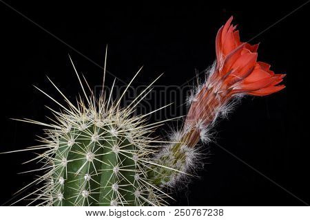 Cactus Echinocereus Polyacanthus Densus With Flower Isolated On Black.