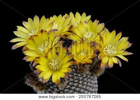 Cactus Lobivia Famatimensis  Sanjuanensis With Flower Isolated On Black.