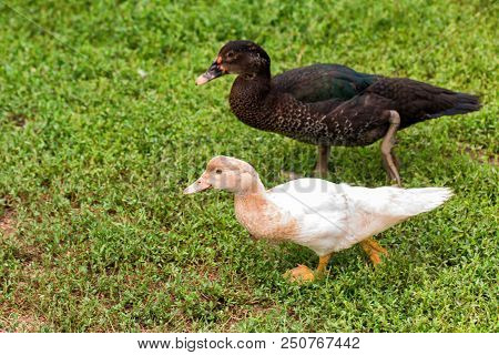A White And A Black Duck Walking On Grass In Back Yard