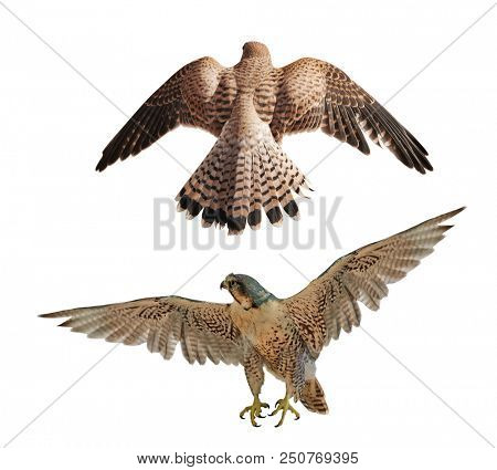flying brown falcons isolated on white abckground