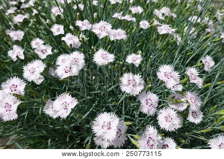 Maiden Pink In Full Bloom In May