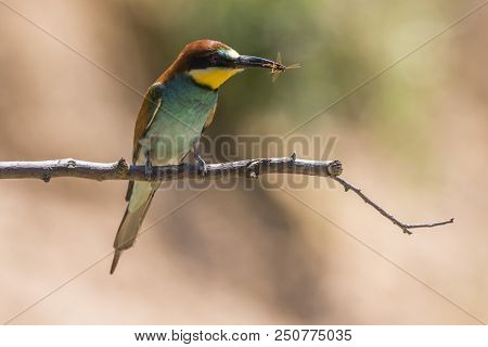Eurasian Bee-eater (merops Apiaster)