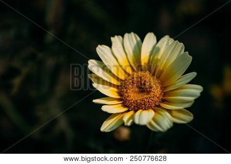 A White And Yellow Daisies,glebionis Coronaria, Chrysanthemum Coronarium Is A Species Of Flowering P