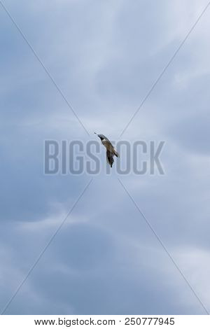 The Gull Extends Its Wings Wide Against The Blue Sky With Clouds. Seagull Flying In The Blue Sky