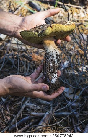 Mushroom Bolétus Edúlis In The Pine Forest In Summer; A Man Holds A Large Eatable Mushroom With Both