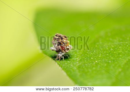 Green Lacewings (chrysopa Basalis / Mallada Basalis) Larva In The Case That Made From Debris And Dea