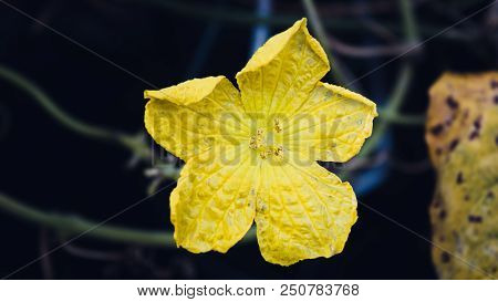 Close-up View Of Yellow Luffa Acutangula Roxb Flower
