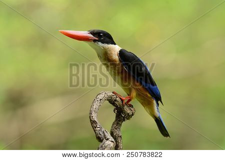 Beautiful Black-capped Kingfisher (halcyon Pileata) Possing On Branch