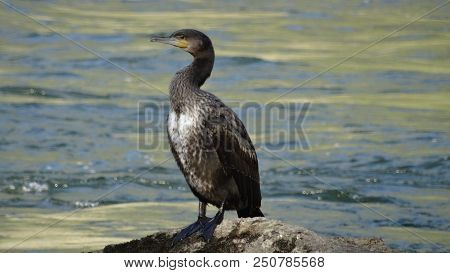 Bird Russia Altai Nature River Wild Bird Sea Bird Cormorant Water Swim Summer Dive Animal Waterfowl 