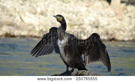 Bird Russia Altai Nature River Wild Bird Sea Bird Cormorant Water Swim Summer Dive Animal Waterfowl 