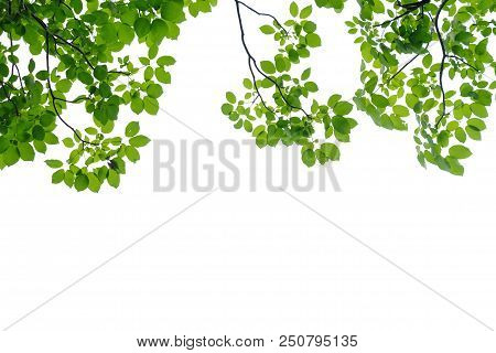 Tropical Tree Leaves With Branches On White Isolated Background For Green Foliage Backdrop