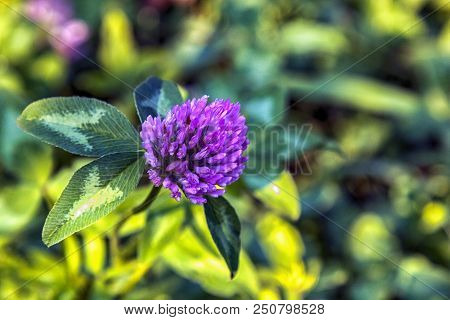 Clover Flower On Grass Background Macro Clover