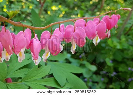 Bleeding Hearts Over Blue Bells Hearts Of Spring