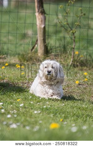 Portrait Of A Bichon Dog Living In Belgium