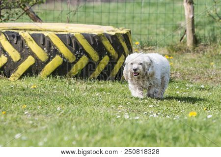 Portrait Of A Bichon Dog Living In Belgium