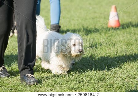 Portrait Of A Bichon Dog Living In Belgium