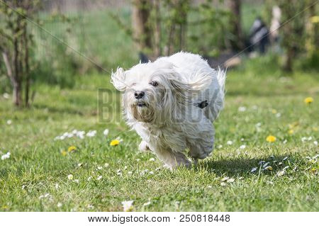 Portrait Of A Bichon Dog Living In Belgium