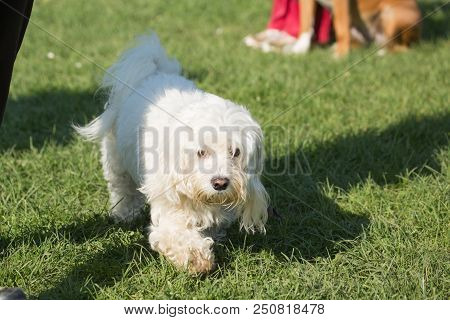Portrait Of A Bichon Dog Living In Belgium