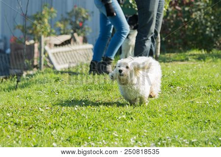 Portrait Of A Bichon Dog Living In Belgium