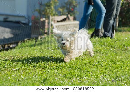 Portrait Of A Bichon Dog Living In Belgium