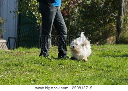 Portrait Of A Bichon Dog Living In Belgium