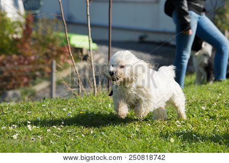 Portrait Of A Bichon Dog Living In Belgium