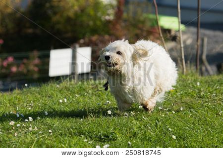 Portrait Of A Bichon Dog Living In Belgium